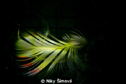 little feather by Niky Šímová 